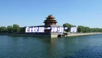 白蟻是“神蟲”嗎