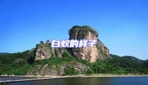 白蟻的樣子