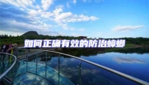 如何正確有效的防治蟑螂