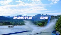 吸血的蒼翼--螫蠅