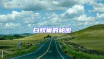 白蟻巢的秘密