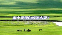 家中發現白蟻怎么滅?