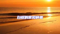 白蟻的常見種類