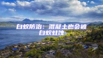 白蟻防治:混凝土也會被白蟻蛀蝕