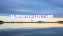 知道白蟻與螞蟻的區別嗎？