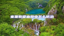 家里有吸血臭蟲怎么防治?