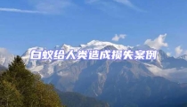白蟻給人類造成損失案例
