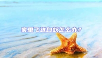 家里飛進白蟻怎么辦?