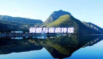 蟑螂與疾病傳播