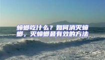 蟑螂吃什么?如何消滅蟑螂,滅蟑螂最有效的方法