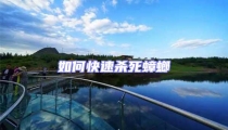 如何快速殺死蟑螂