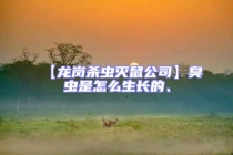 【龍崗殺蟲滅鼠公司】臭蟲是怎么生長(zhǎng)的、