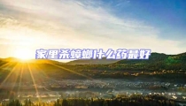 家里殺蟑螂什么藥最好