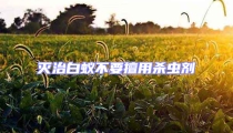 滅治白蟻不要擅用殺蟲劑