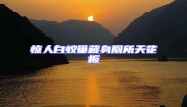 驚人白蟻巢藏身廁所天花板