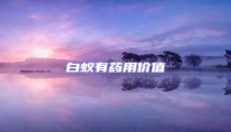 白蟻有藥用價值