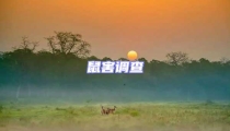 鼠害調查