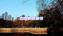白蟻的危害性