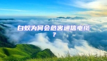 白蟻為何會危害通信電纜?
