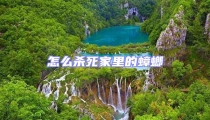 怎么殺死家里的蟑螂