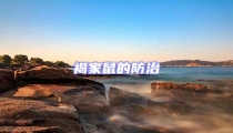 褐家鼠的防治