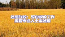 處理白蟻:滅白蟻的工作需要專業人士來處理