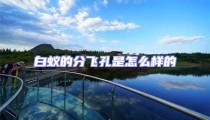 白蟻的分飛孔是怎么樣的