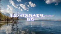 生命力頑強的大家族——白蟻