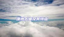 澳洲大蠊及其特點
