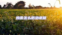 雞舍怎么防治老鼠