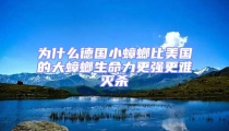 為什么德國小蟑螂比美國的大蟑螂生命力更強更難滅殺