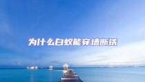 為什么白蟻能穿墻斷鐵