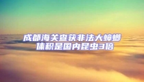 成都海關(guān)查獲非法大蟑螂 體積是國內(nèi)昆蟲3倍
