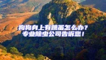 狗狗身上有跳蚤怎么辦?專業除蟲公司告訴您!
