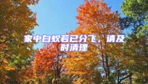 家中白蟻若已分飛,請及時清理