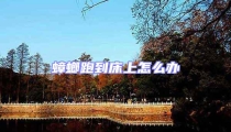 蟑螂跑到床上怎么辦