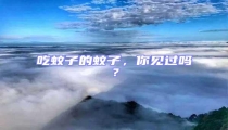 吃蚊子的蚊子,你見過嗎?