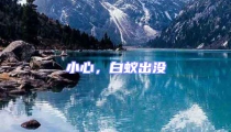 小心,白蟻出沒