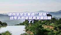 德州李女士家遭“鼠侵” 這年頭的老鼠真是要成精了!