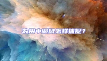 農田中鼴鼠怎樣捕捉?