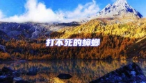 打不死的蟑螂