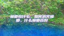 蟑螂怕什么,如何消滅蟑螂,什么蟑螂藥好