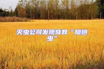 滅蟲公司發現奇異“隱翅蟲”