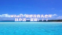 What?蟑螂沒有頭也可以存活一星期!!!