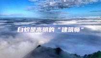 白蟻是高明的“建筑師”