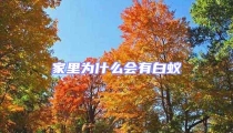 家里為什么會有白蟻