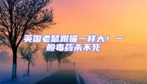 英國(guó)老鼠跟貓一樣大!一般毒藥殺不死
