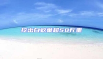 挖出白蟻巢超50斤重