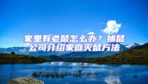家里有老鼠怎么辦?捕鼠公司介紹家庭滅鼠方法