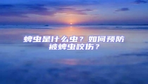蜱蟲是什么蟲？如何預防被蜱蟲咬傷？